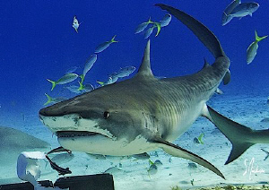 Back for more action this Tiger Shark made several attemp... by Steven Anderson 
